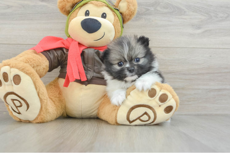 Meet Kenan - our Pomeranian Puppy Photo 1/3 - Puppy Love PR Funny Pomeranian Purebred Pup