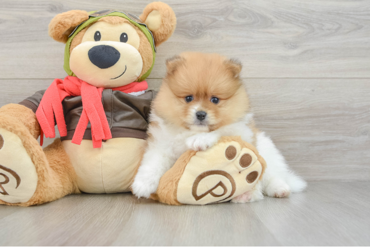 Adorable Deutscher Spitz Purebred Puppy