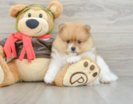 8 week old Pomeranian Puppy For Sale - Puppy Love PR