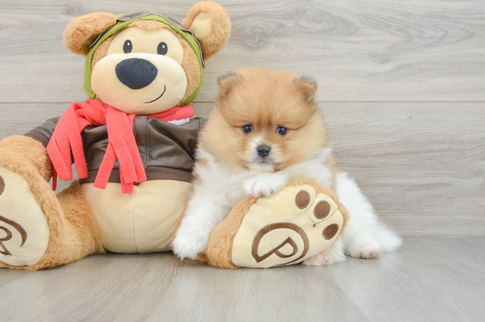 5 week old Pomeranian Puppy For Sale - Puppy Love PR