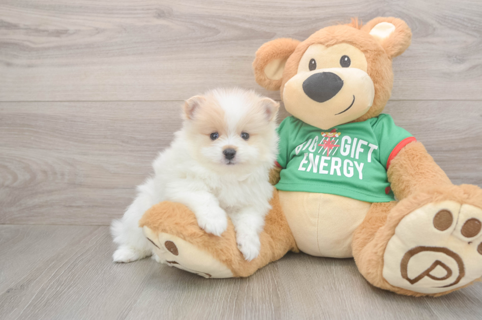 5 week old Pomeranian Puppy For Sale - Puppy Love PR