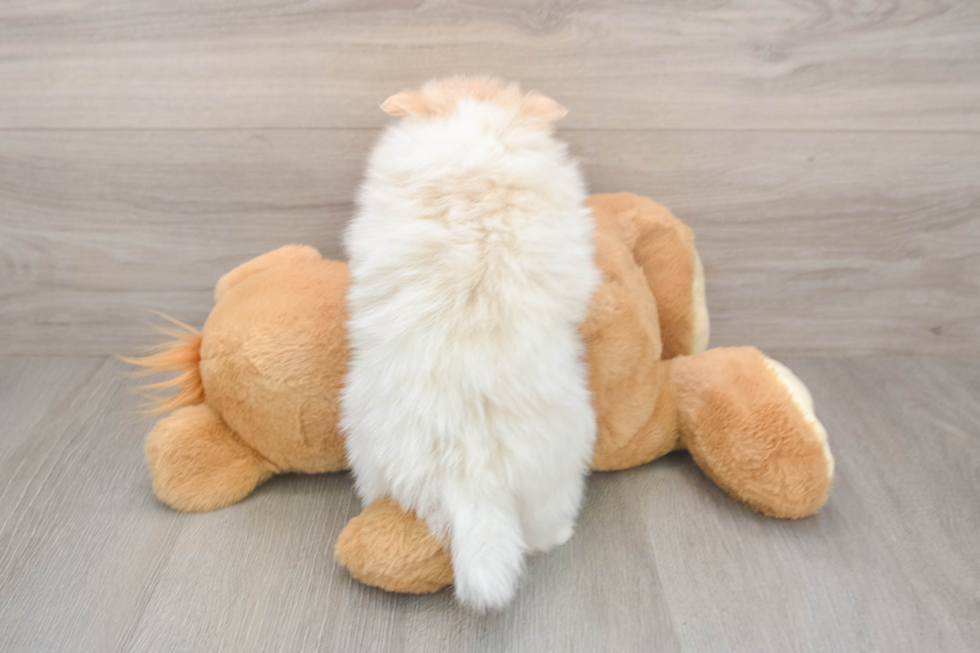 Best Pomeranian Baby