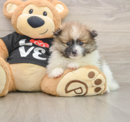 8 week old Pomeranian Puppy For Sale - Puppy Love PR