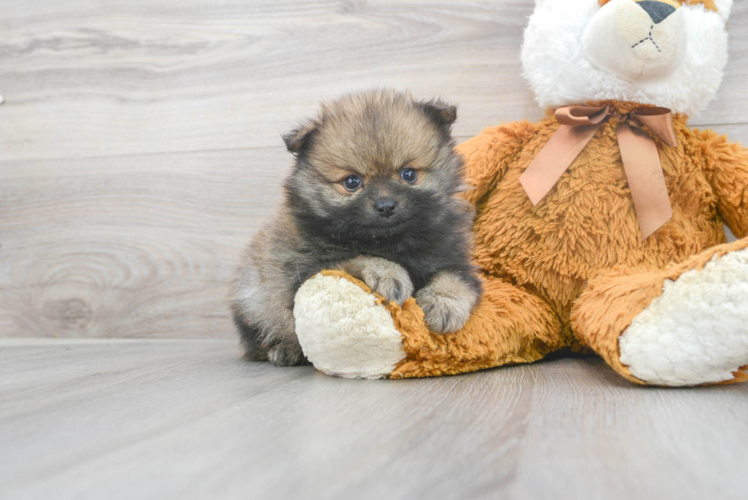 Meet Jason - our Pomeranian Puppy Photo 1/3 - Puppy Love PR Pomeranian Puppy for Adoption