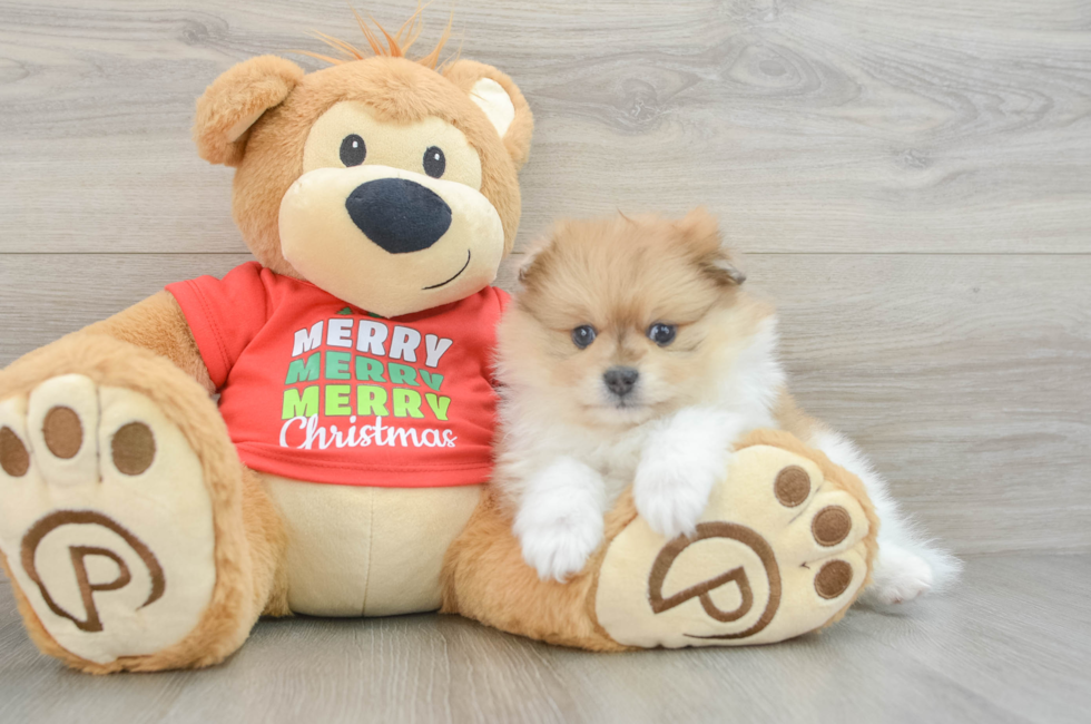 6 week old Pomeranian Puppy For Sale - Puppy Love PR