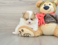 8 week old Pomeranian Puppy For Sale - Puppy Love PR