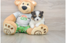 Akc Registered Pomeranian Purebred Pup