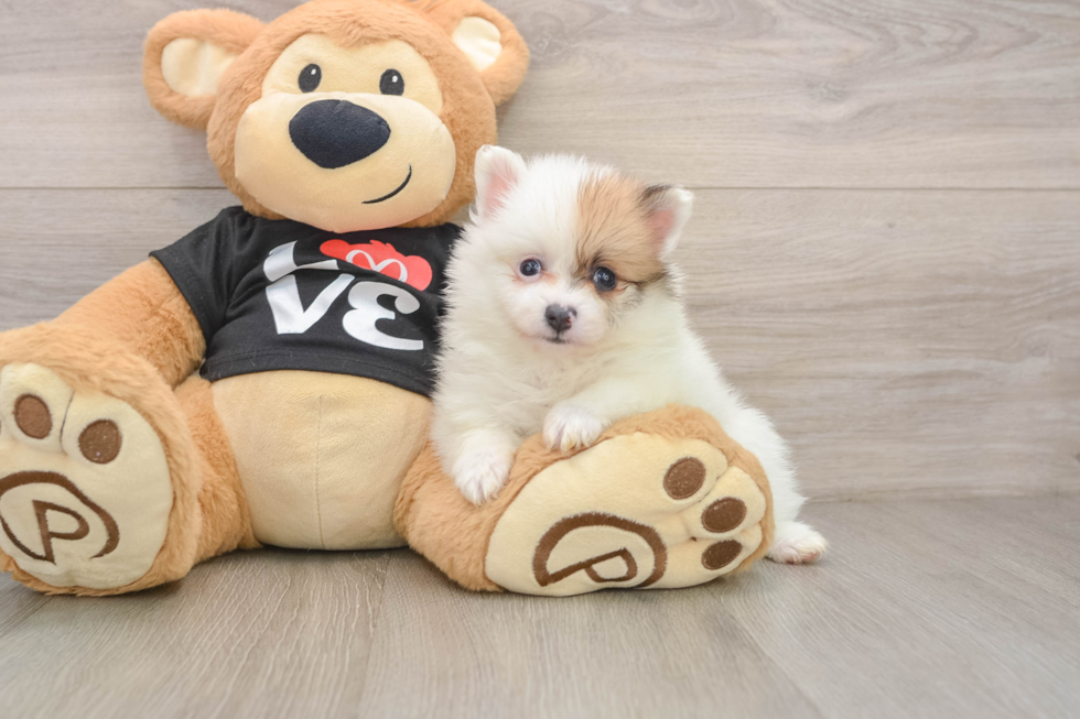 Best Pomeranian Baby