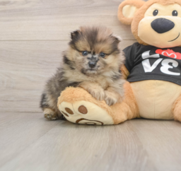 8 week old Pomeranian Puppy For Sale - Puppy Love PR