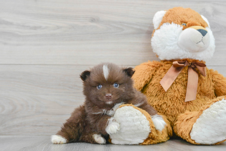 Smart Pomeranian Purebred Puppy