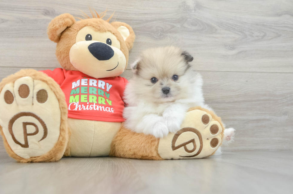 6 week old Pomeranian Puppy For Sale - Puppy Love PR