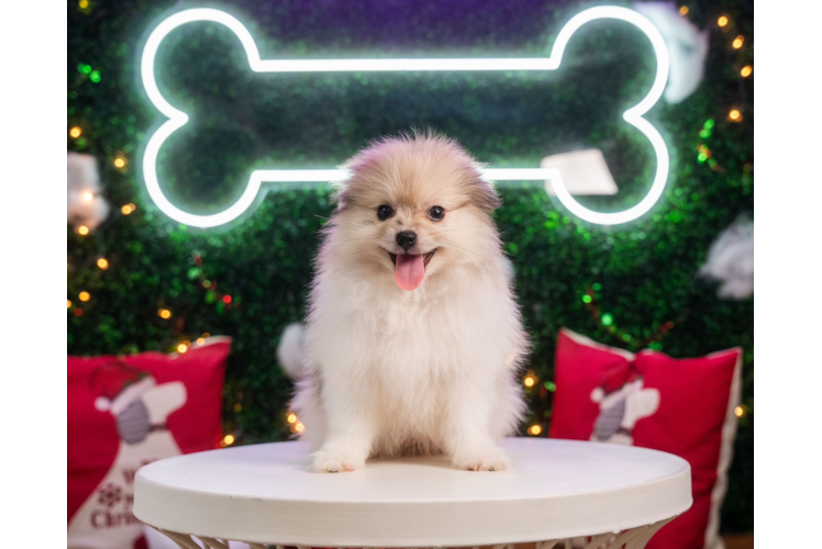 Cute Pom Dog Purebred Puppy