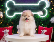 10 week old Pomeranian Puppy For Sale - Puppy Love PR