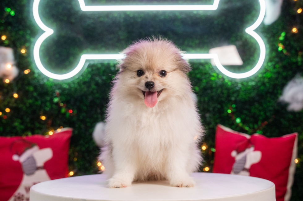 10 week old Pomeranian Puppy For Sale - Puppy Love PR