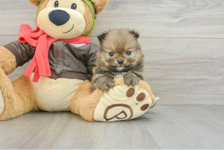 Meet Kirby - our Pomeranian Puppy Photo 1/3 - Puppy Love PR Best Pomeranian Baby