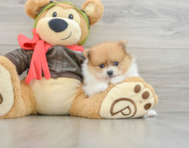 8 week old Pomeranian Puppy For Sale - Puppy Love PR