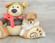 8 week old Pomeranian Puppy For Sale - Puppy Love PR
