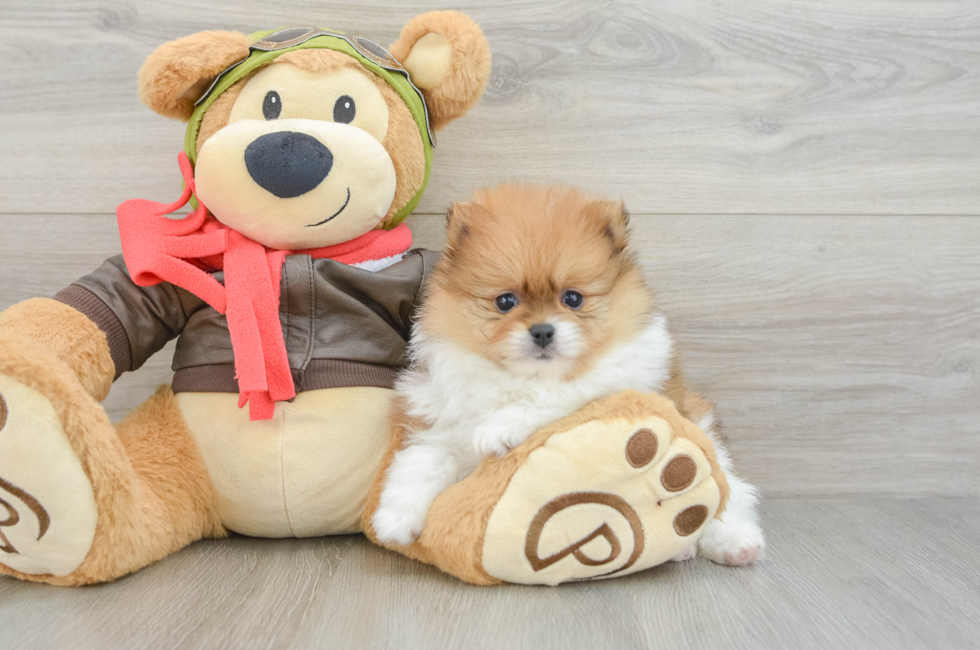 5 week old Pomeranian Puppy For Sale - Puppy Love PR