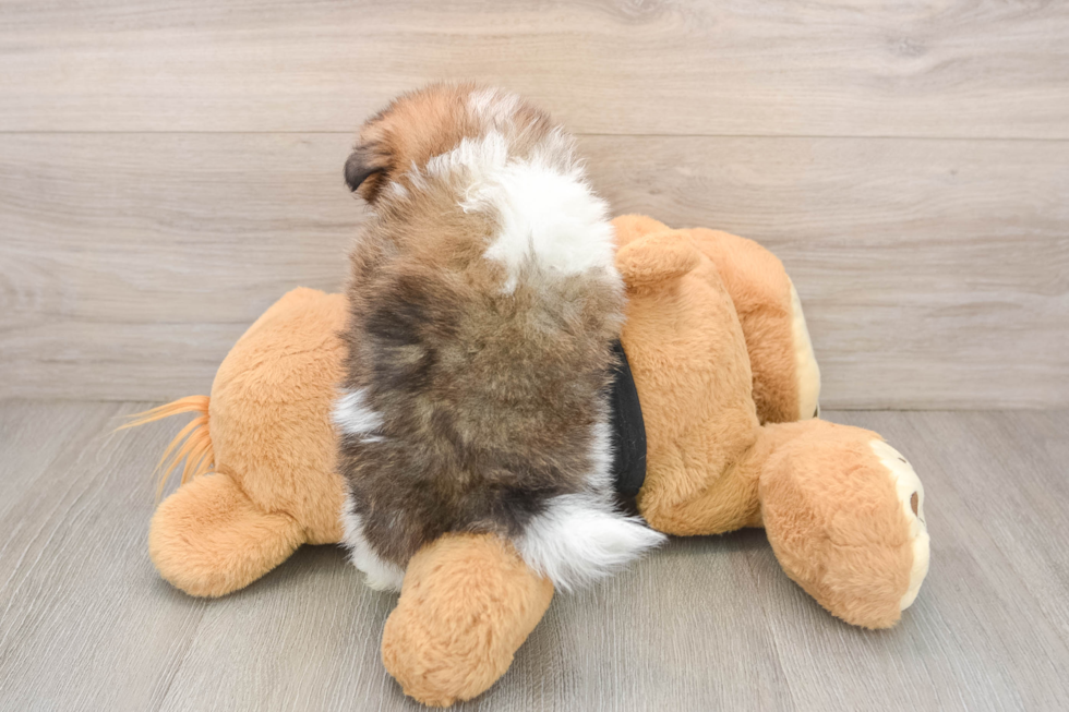 Fluffy Swergspitz Purebred Puppy