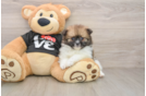 Pomeranian Pup Being Cute