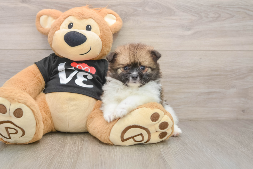 Pomeranian Pup Being Cute