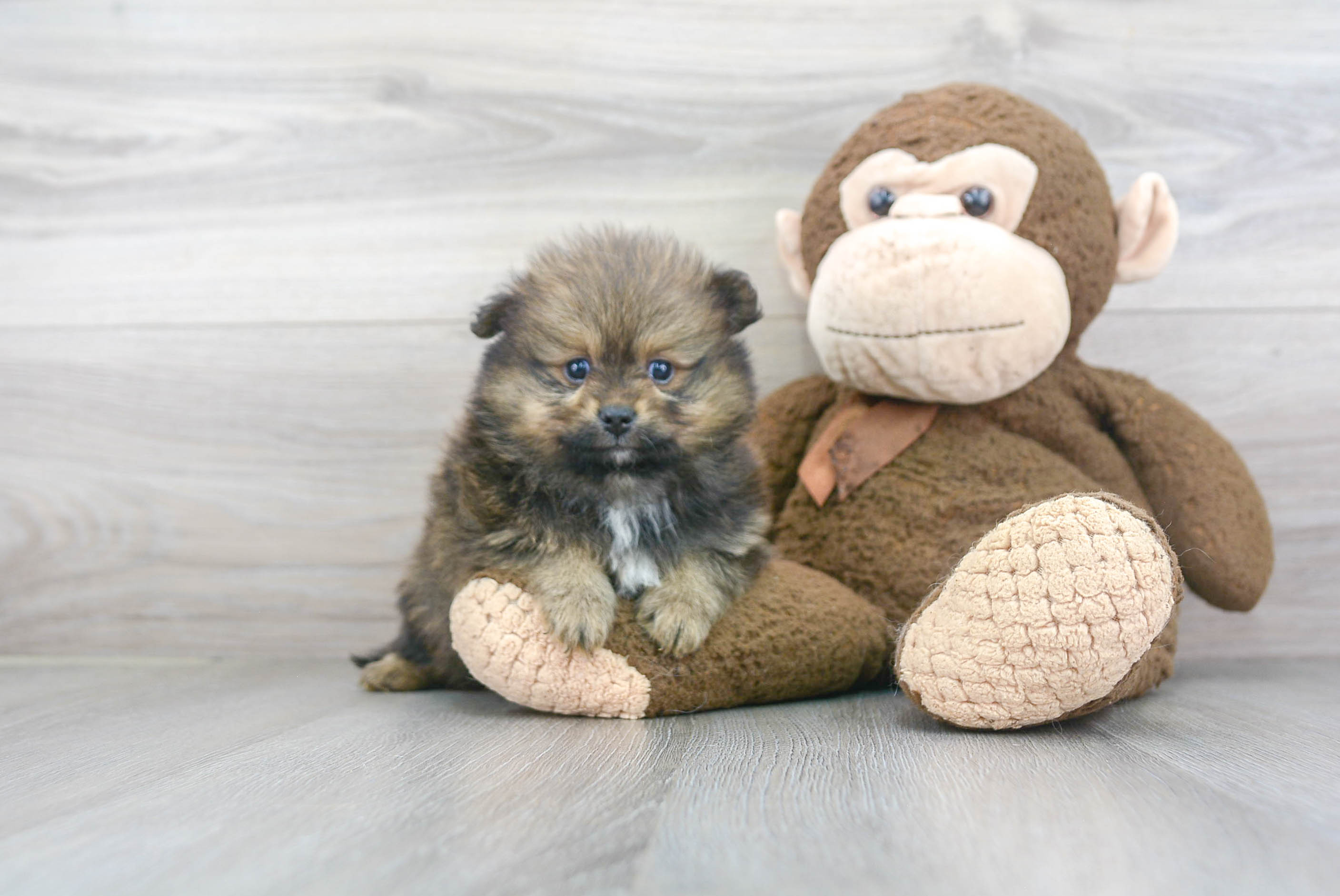 Best Pomeranian Baby