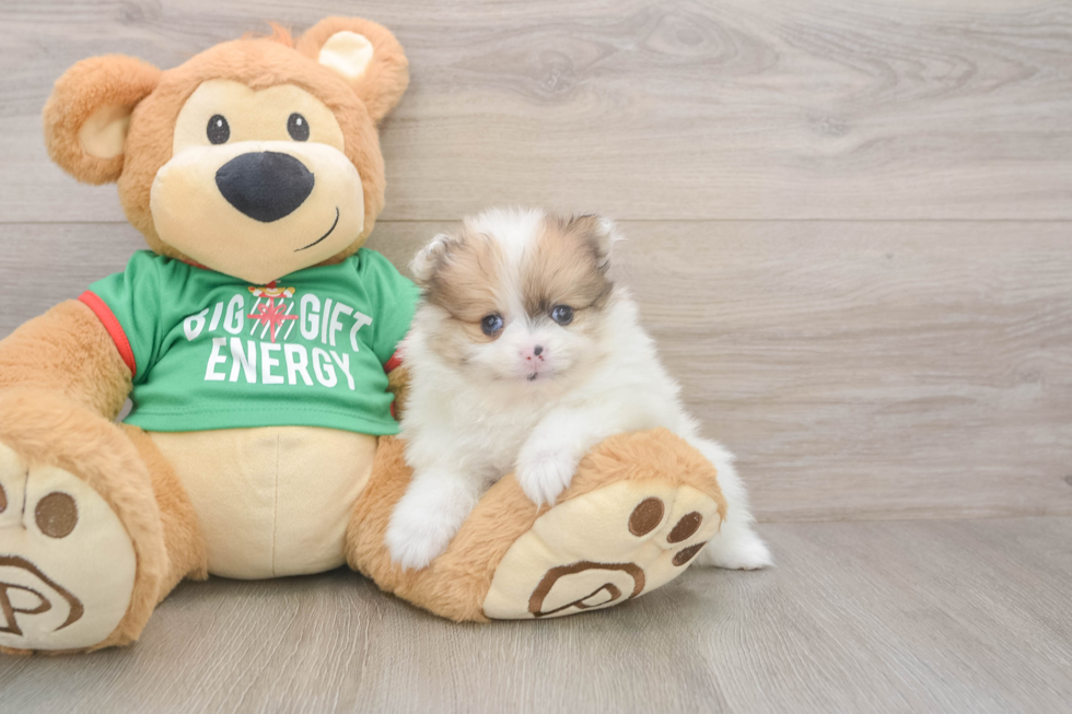 Pomeranian Puppy for Adoption