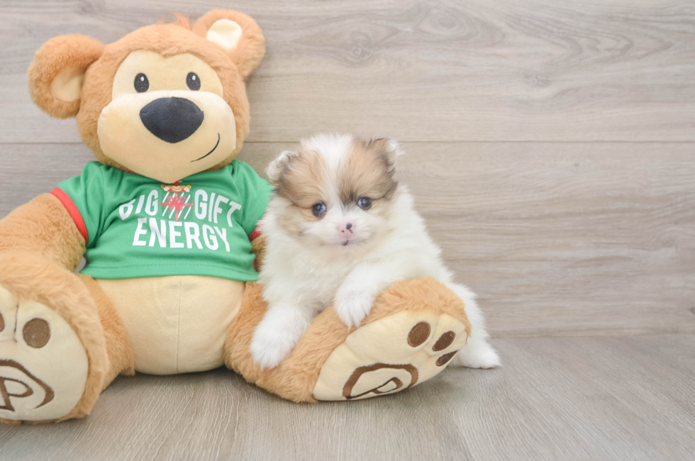 5 week old Pomeranian Puppy For Sale - Puppy Love PR