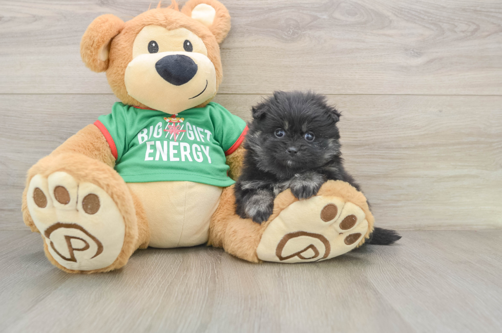 5 week old Pomeranian Puppy For Sale - Puppy Love PR