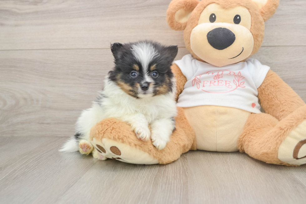 Playful Pomeranian Purebred Pup