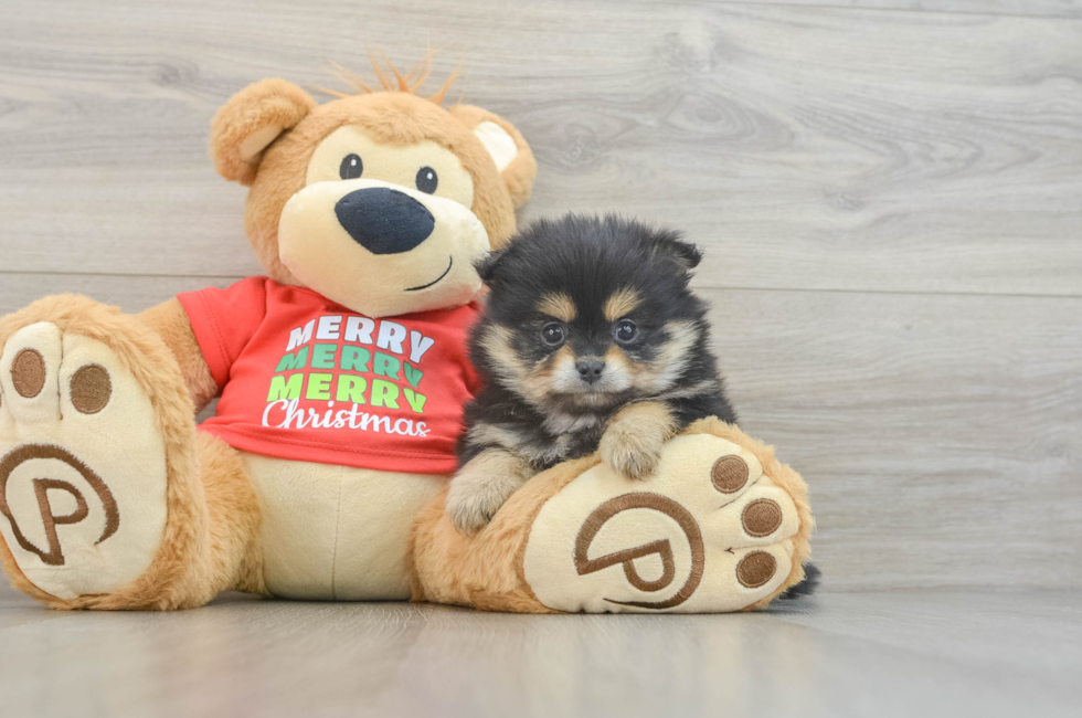 6 week old Pomeranian Puppy For Sale - Puppy Love PR