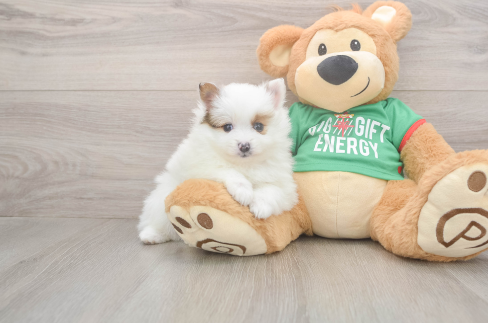 5 week old Pomeranian Puppy For Sale - Puppy Love PR