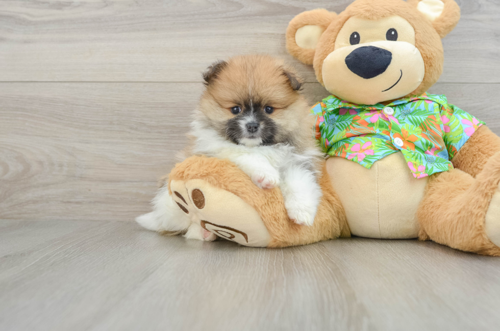 6 week old Pomeranian Puppy For Sale - Puppy Love PR