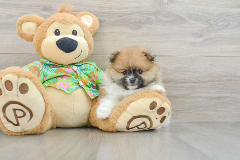 Small Pomeranian Purebred Pup