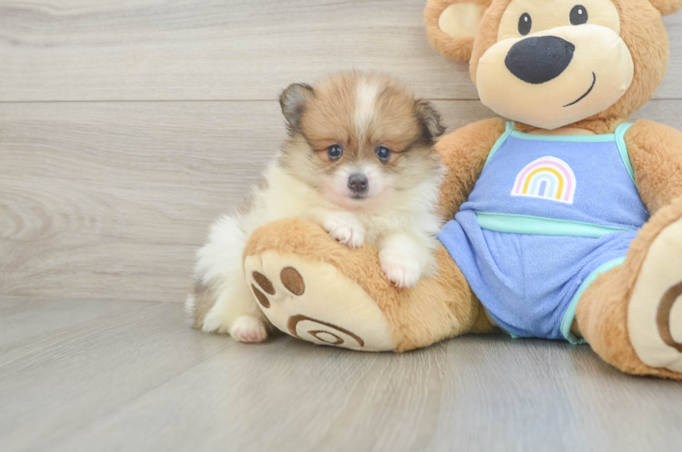 6 week old Pomeranian Puppy For Sale - Puppy Love PR