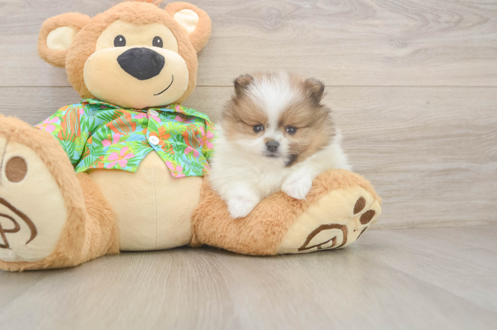 5 week old Pomeranian Puppy For Sale - Puppy Love PR