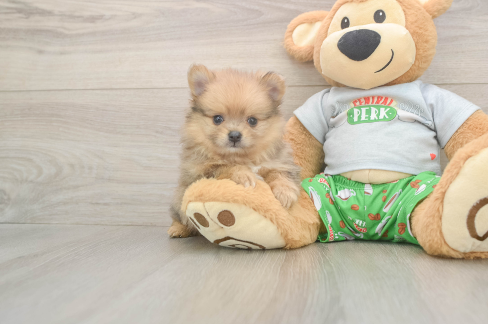 6 week old Pomeranian Puppy For Sale - Puppy Love PR