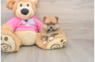 Friendly Pomeranian Baby