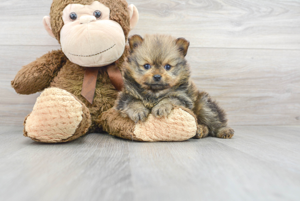 Pomeranian Pup Being Cute