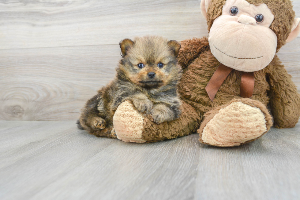 Pomeranian Puppy for Adoption