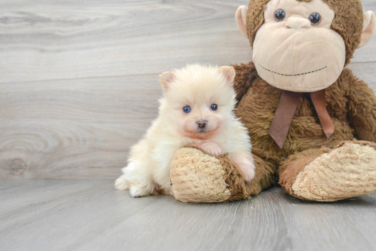 Meet La La - our Pomeranian Puppy Photo 1/3 - Puppy Love PR Pomeranian Puppy for Adoption