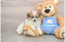 Little Pomeranian Purebred Pup
