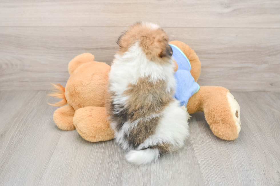Best Pomeranian Baby