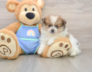 8 week old Pomeranian Puppy For Sale - Puppy Love PR