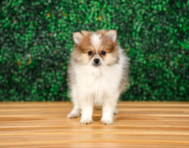 10 week old Pomeranian Puppy For Sale - Puppy Love PR