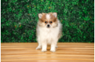 Cute Pomeranian Purebred Pup