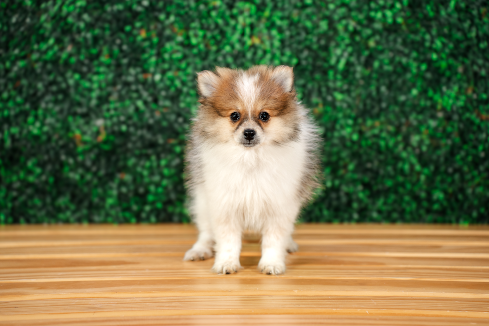 Cute Pomeranian Purebred Pup
