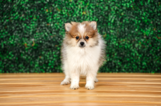 Cute Pomeranian Purebred Pup