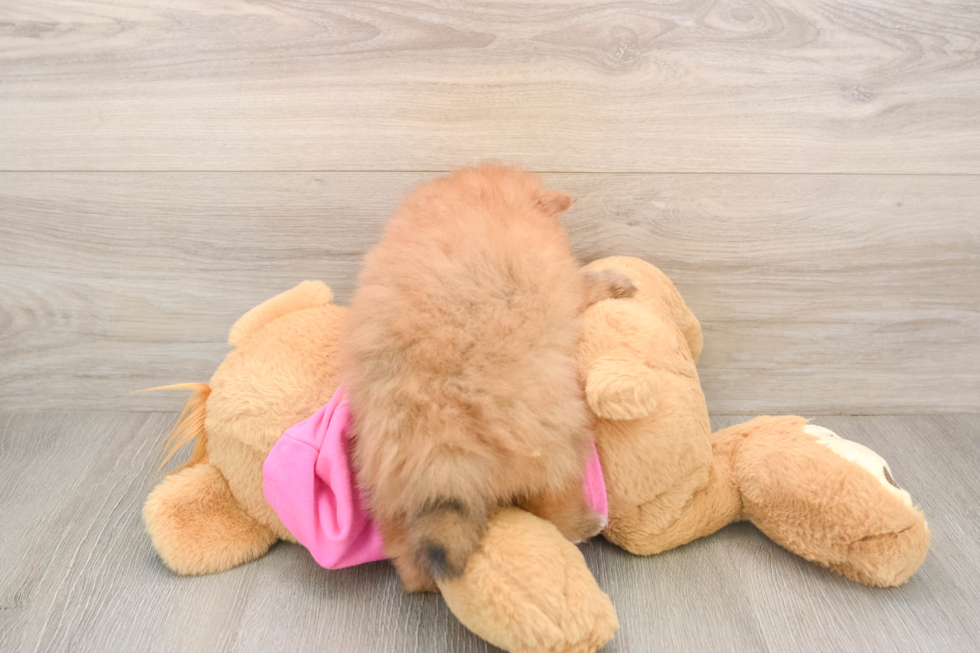 Popular Pomeranian Purebred Pup