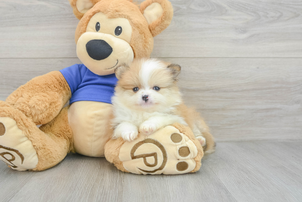 Pomeranian Pup Being Cute